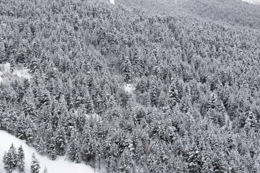 Dağ yamacı karla kaplı köknar ağaçlarının, çok uzaktan bir göz ile kaplı. Bulutlu gün kış