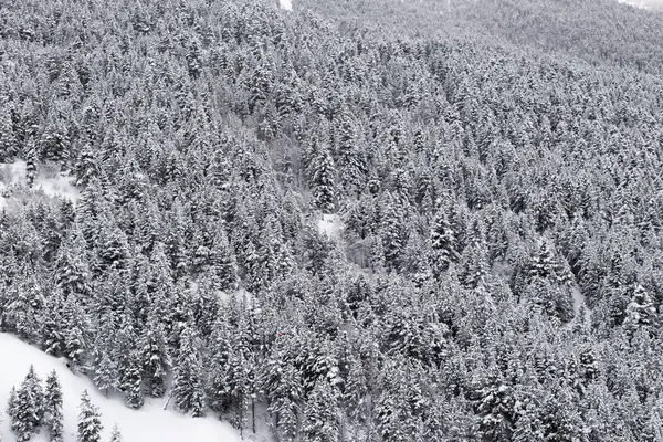 Dağ yamacı karla kaplı köknar ağaçlarının, çok uzaktan bir göz ile kaplı. Bulutlu gün kış