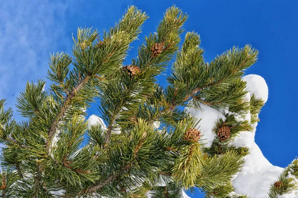 Fir Trädgrenar Med Kottar Snö Gröna Nålar Mot Bakgrund Den — Stockfoto