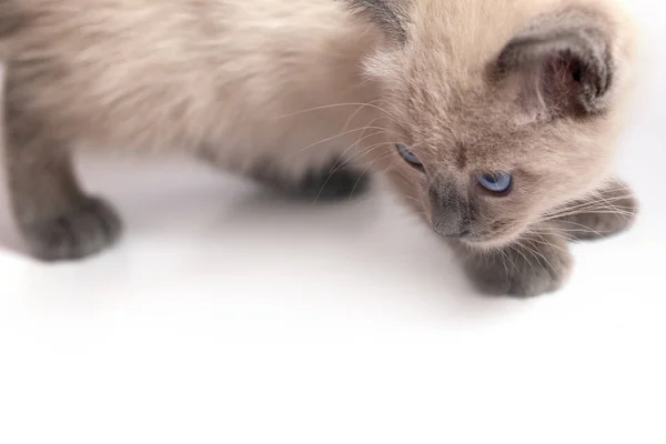 Gatinho Uma Cor Kolor Ponto Virou Cabeça Olha Fragmento Cabeça — Fotografia de Stock