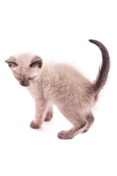 Jungtier Einer Farbe Des Farbpunktes Auf Weißem Hintergrund Das Kätzchen — Stockfoto