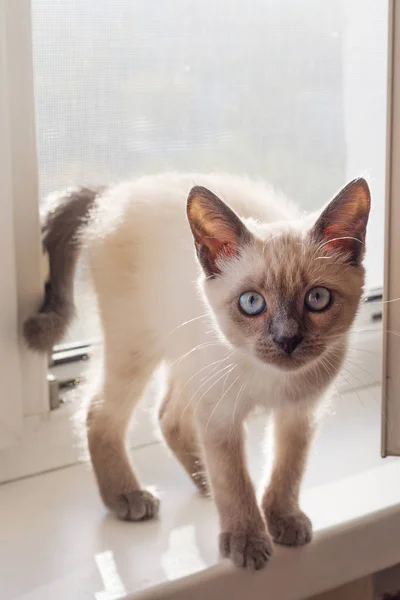 Het Kitten Van Een Kleur Voor Kleur Punt Kosten Een — Stockfoto