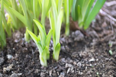 Genç yeşil colchicum, baharda yaprakları. Yakın, seçici odak, sulu taze yeşillik