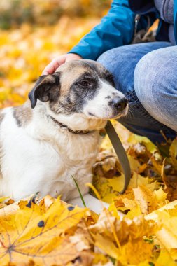 Ev sahibesi yürüyüş için köpeği okşar. Sonbahar günü, yakın plan, seçici odaklanma