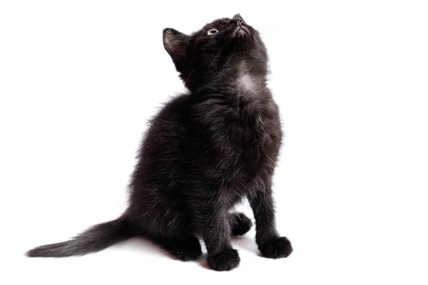 Gatito Negro Sobre Fondo Blanco Gato Sienta Mira Hacia Arriba — Foto de Stock