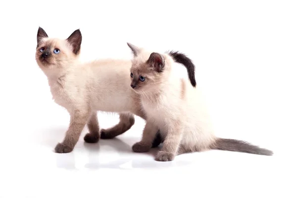 Två Kattungar Färg Färg Vit Bakgrund Kattunge Stående Andra Sitter — Stockfoto