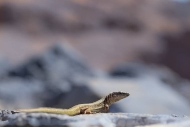 Kertenkele bir taş taş zemin üzerine. Soğuk tonlarda, renkli arka plan bulanık. Yakın çekim çerçeve üstündeki boş alan