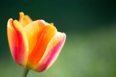 Orange tulip kırmızı çizgili. Yeşil arka plan bulanık, yakın çekim, tonda, boşaltmak sağ