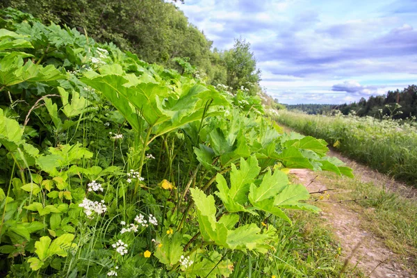 Hogweed Thickets Country Road Countryside Russia Summer Day — Stock Photo, Image