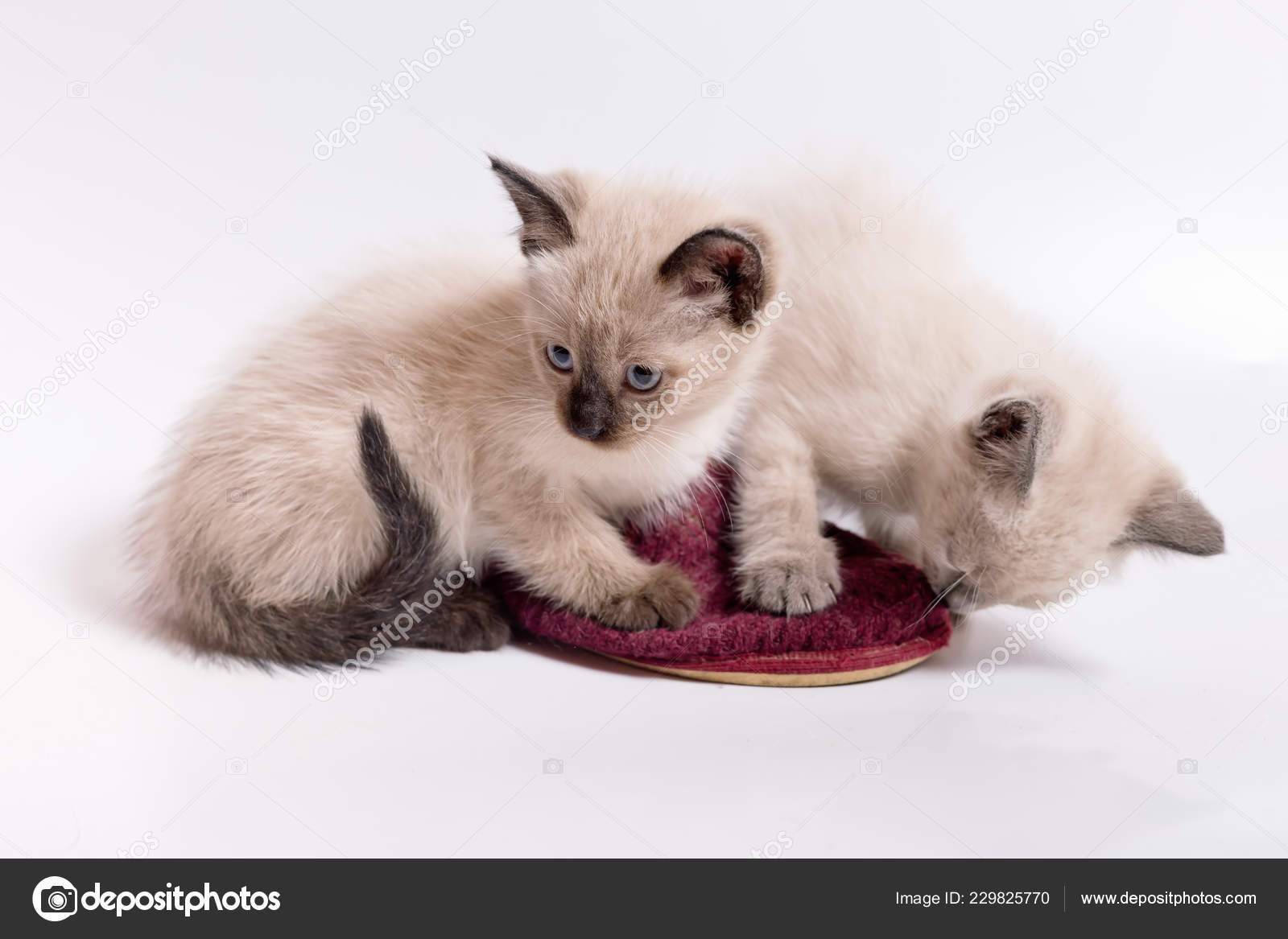 kitten slippers