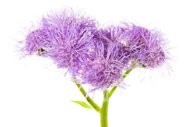 Beyaz arka plan üzerinde ageratum houstonian. Mor çiçekler, yakın çekim, seçici odak