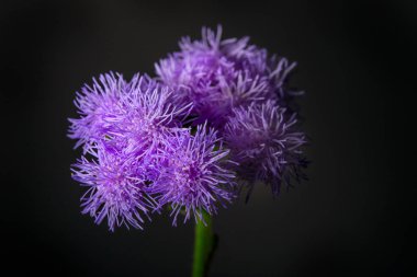 Siyah arka plan üzerine ageratum houstonian. Mor çiçekler, yakın çekim, seçici odak
