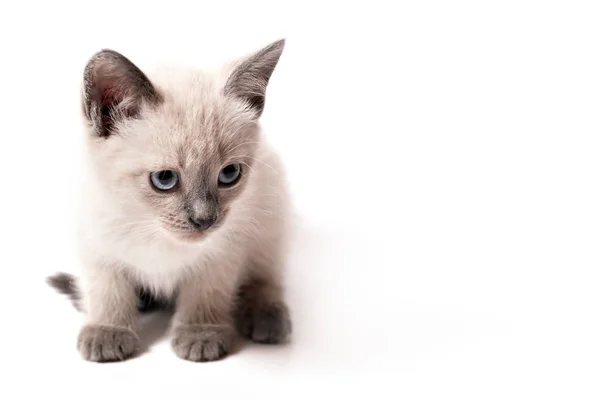 Kociak Kolor Punktu Siedzi Białym Tle Trochę Smutne Kot Niebieski — Zdjęcie stockowe