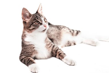 Tekir kedi beyaz zemin üzerinde. Kedi yatıyor ve örnek alıyor