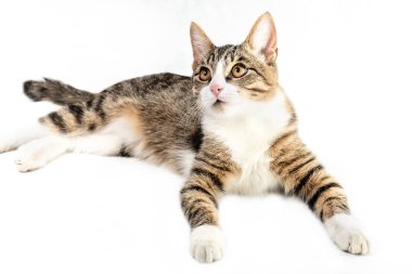 Tekir kedi beyaz zemin üzerinde. Kedi yatıyor ve örnek alıyor