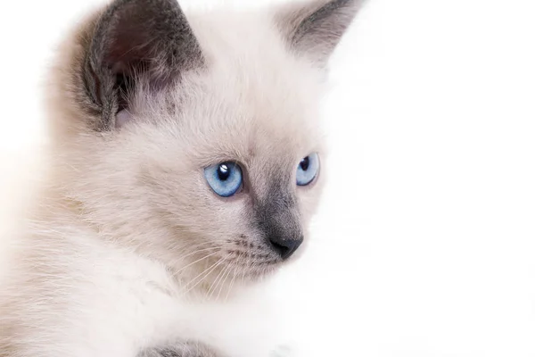 Portret Van Een Kitten Een Witte Achtergrond Selectieve Aandacht Close — Stockfoto