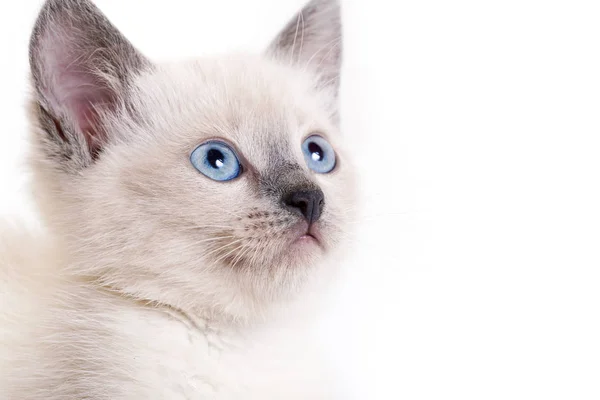 Portret Kotka Białym Tle Kot Kolor Tło Zbliżenie Selektywny Fokus — Zdjęcie stockowe