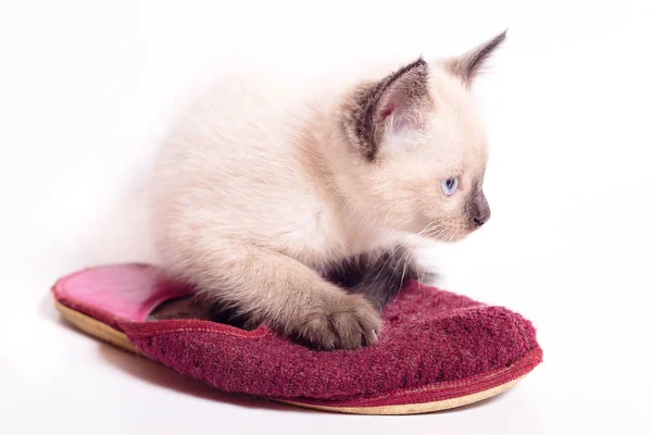 Chaton Jouant Avec Une Pantoufle Chat Pointe Couleur Sur Fond — Photo