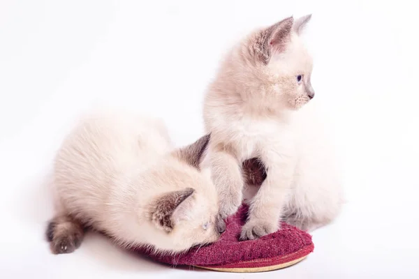 Zwei Kätzchen Farbpunkt Spiel Mit Hausschuhen Eine Nahaufnahme Selektiver Fokus — Stockfoto