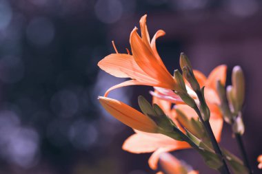 Turuncu lilyum mor bir arka plan üzerinde. Yakın çekim, seçici odak, solda, boş alan tonda