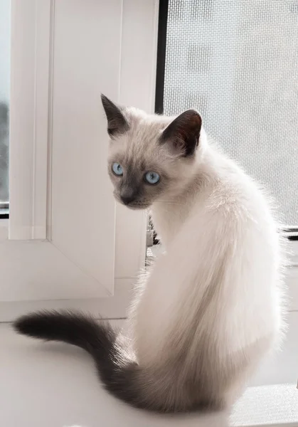 Gatinho Janela Aberta Coberto Com Uma Grade Malha Close Foco — Fotografia de Stock