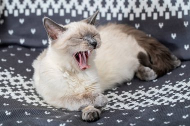 Halı ve yawns üzerinde kedi yalan
