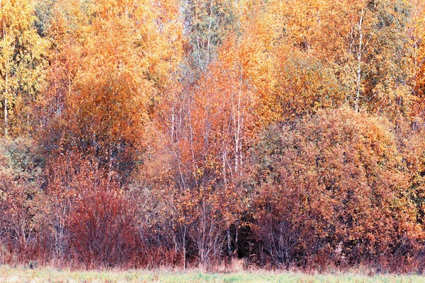 Golden colors of autumn leaves in the forest and on the field in the village