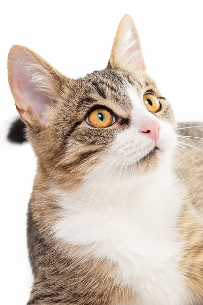 Retrato Gato Con Pecho Blanco Sobre Fondo Blanco Claro —  Fotos de Stock