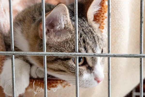 Cara Gato Mestizo Través Rejilla Jaula Primer Plano Enfoque Selectivo — Foto de Stock