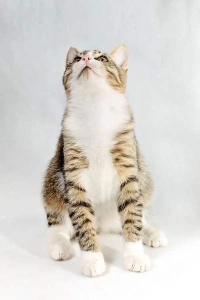 Striped Mongrel Cat Sits Looks Cute Cat White Breast Light — Stock Photo, Image