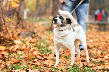 Köpek tasmalı sonbahar ormanın içinde. Bir köpek sarı sonbahar hafif kıllı yaprakları, sahibinin bacaklar Jeans içinde belgili tanımlık geçmiş