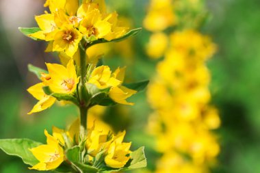 Sarı çiçekler, commonstrife gün güneşli yaz.
