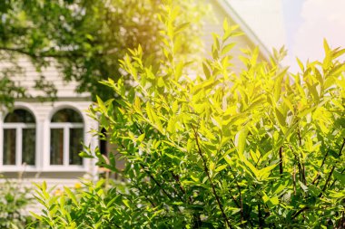 Erkeçsakalı Bush kır evi zemin üzerine yeşil dallar