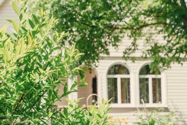 Erkeçsakalı Bush kır evi zemin üzerine yeşil dallar.