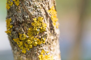 Bir meyve ağacının bir gövdede bir yaz gününde liken.