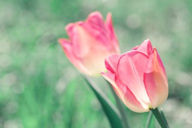 Bir bahar çim bulanık bir arka plan üzerinde iki pembe laleler