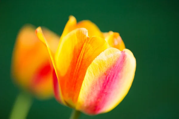 Duas tulipas listradas amarelo-vermelhas em um fundo verde — Fotografia de Stock