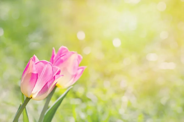 Two pink tulips on a blurred background of a spring lawn — Stock Photo, Image