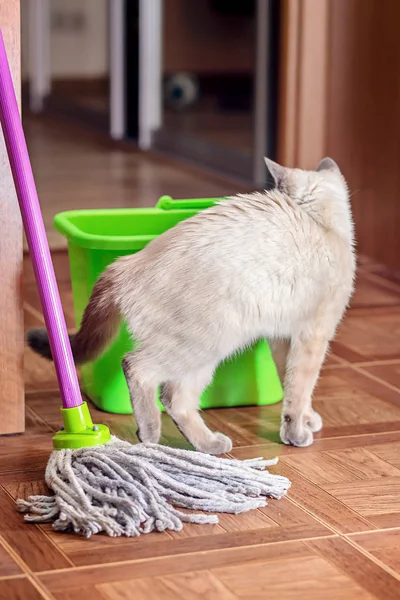 Curious cat near the bucket and mop for cleaning the floor. — Stock Photo, Image