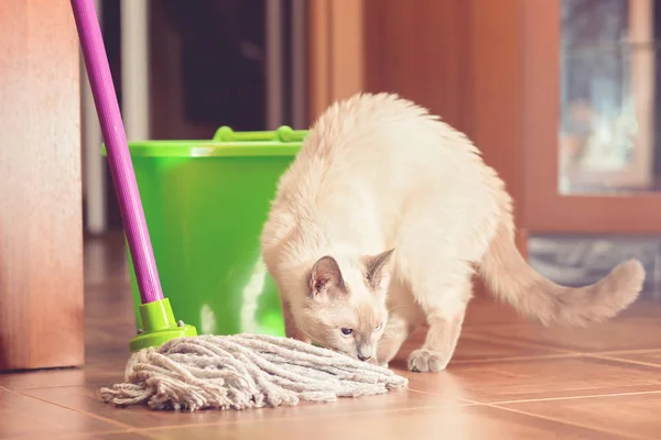 Zemin temizlik için paspas ve kova yakınındaki meraklı kedi. 