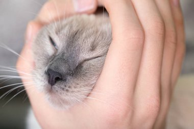 Adamın elini namlu kedi. Kavram dostluk ve hassasiyet