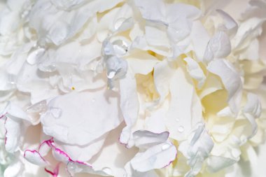 Beyaz Şakayık yakın çekim, üstten görünüm ortasına