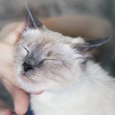 Adam el parlak küçük yavru kedi okşadı.