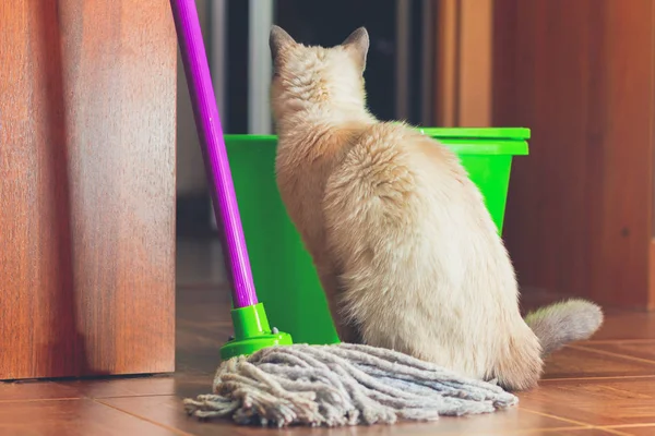 Kedi paspas ve kova yere temizlemek için oturuyor. 