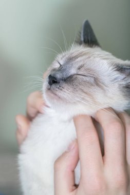 Bir adam onun yüzü parlak yavru kedi tırmalamak