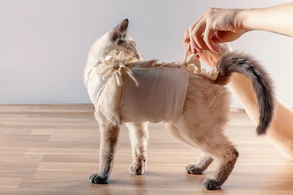 Ameliyat sonrası bandaj ile bir kedi sahibi kaldırır