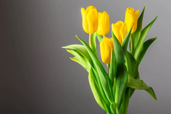 Buquê de tulipas amarelas em um fundo escuro — Fotografia de Stock