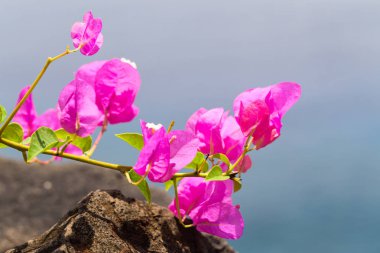 Arka plan bulanık üzerinde parlak pembe Begonviller çiçekler.