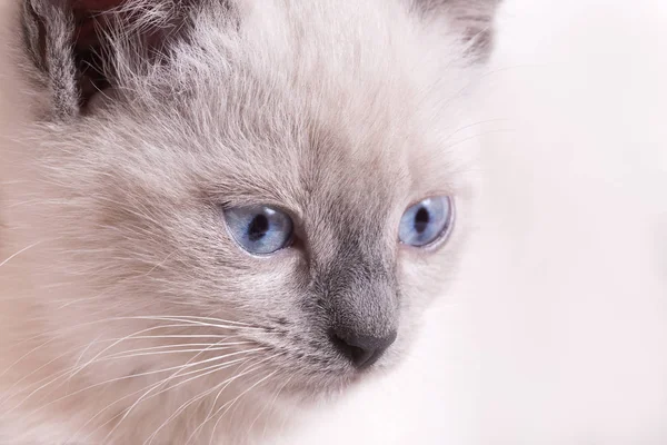 밝은 배경에 파란 눈을 가진 총구 타이어 고양이. — 스톡 사진