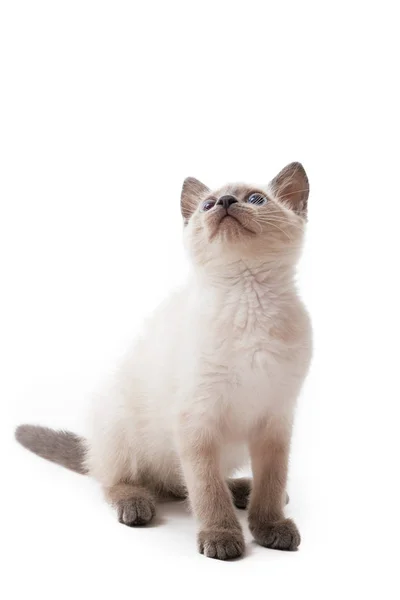 푸른 눈을 가진 타이 새끼 고양이가 앉아서 올려다보며 흰 배경을 가지고 있다. — 스톡 사진